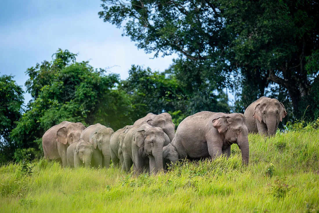 วิกฤตช้างไทย — ช้างป่ากับช้างเลี้ยง ปัญหาและทางออกที่ยั่งยืน