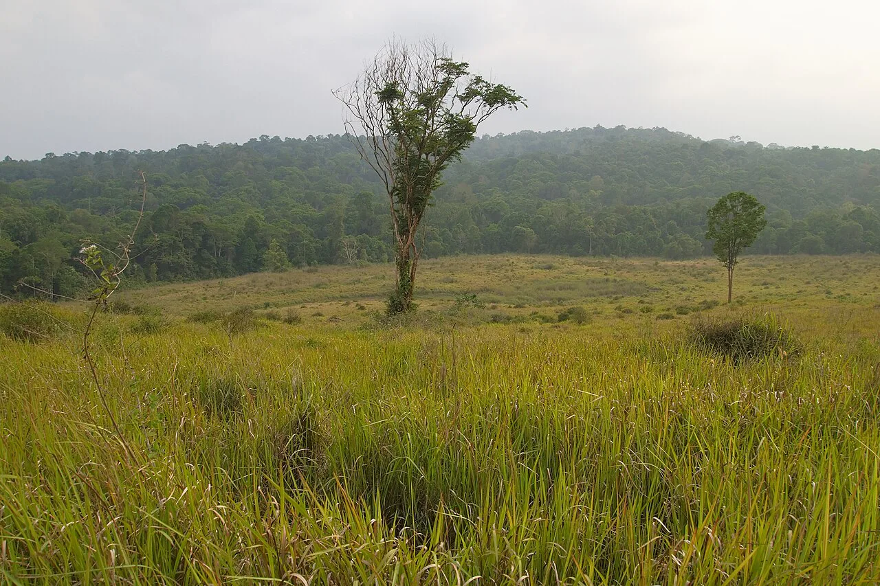 เที่ยวเขาใหญ่ — น้ำตก ป่าเขียว มรดกโลกใกล้กรุง เที่ยวได้ทั้งครอบครัว