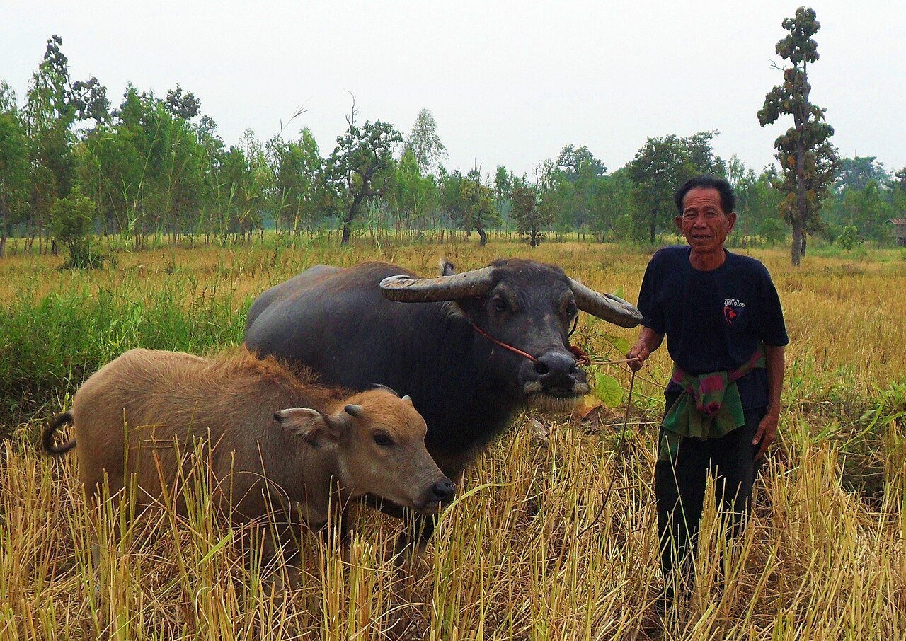 ชาวนาไทยในทุ่งนา