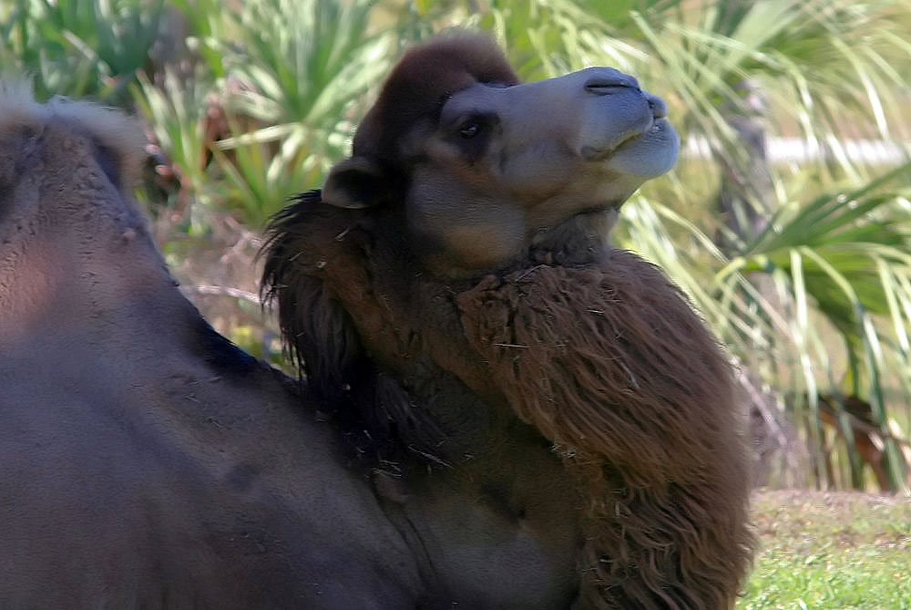 อูฐโหนกคู่ (Bactrian camel) ขนหนา