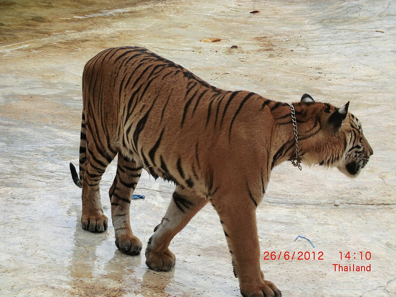 แมวในประเทศไทย