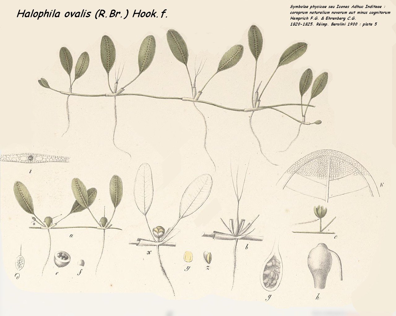 หญ้าทะเลชนิด Halophila ovalis — อาหารหลักของพะยูน และเป็น “ปอดใต้น้ำ” ที่กักเก็บคาร์บอนชายฝั่ง