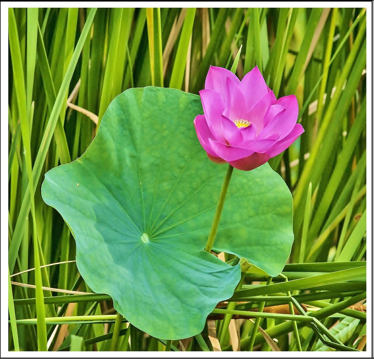 ดอกบัวโผล่จากน้ำโคลนได้โดยไม่เปื้อน — อุปมาใจที่อยู่กับโลกได้โดยไม่ยึดติดจนทุกข์