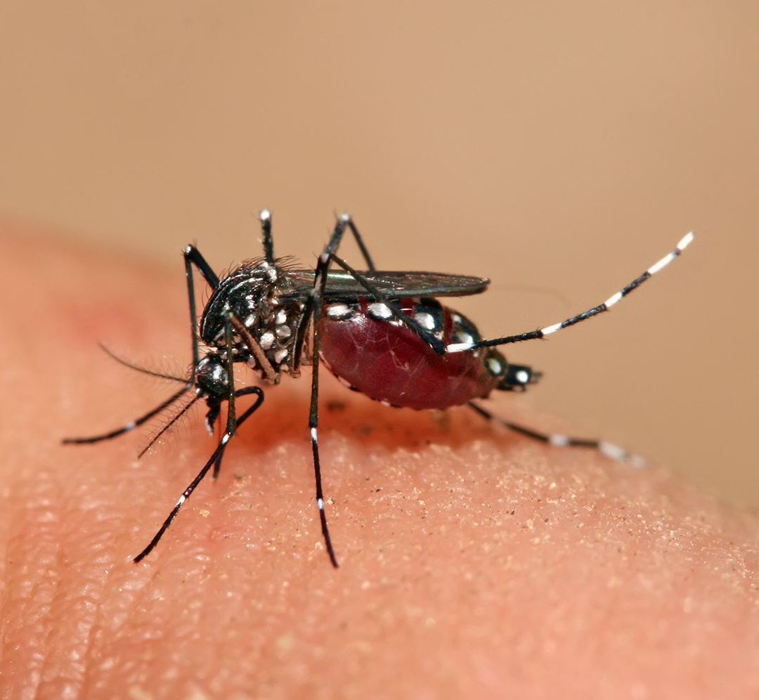 ยุงลาย Aedes aegypti กำลังดูดเลือด