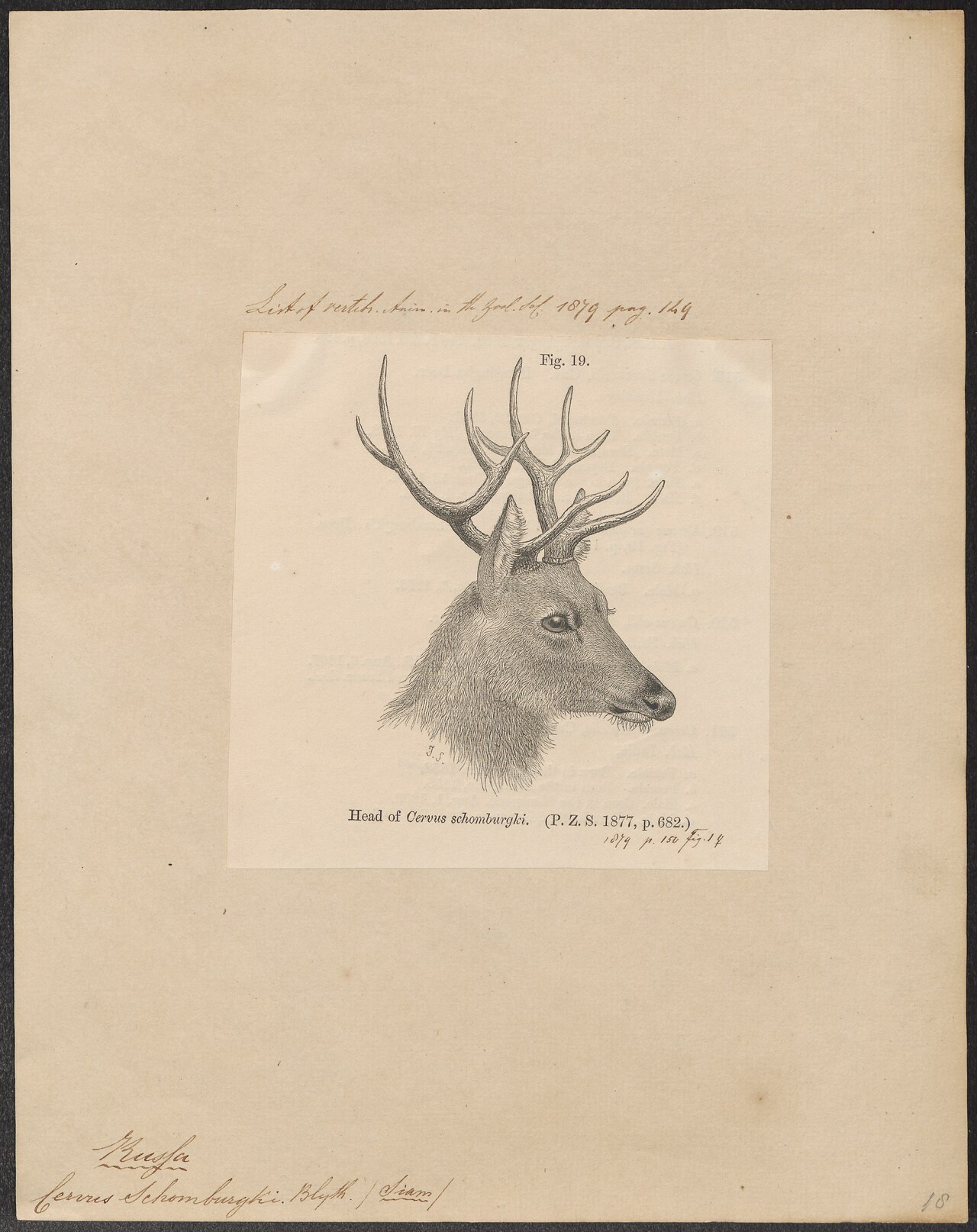 ภาพพิมพ์เก่าแสดงหัวกวางสมันมองด้านข้าง มีคำบรรยายใต้ภาพว่า Head of Cervus schomburgki ติดอยู่บนกระดาษเก่าที่มีลายมือเขียนกำกับ