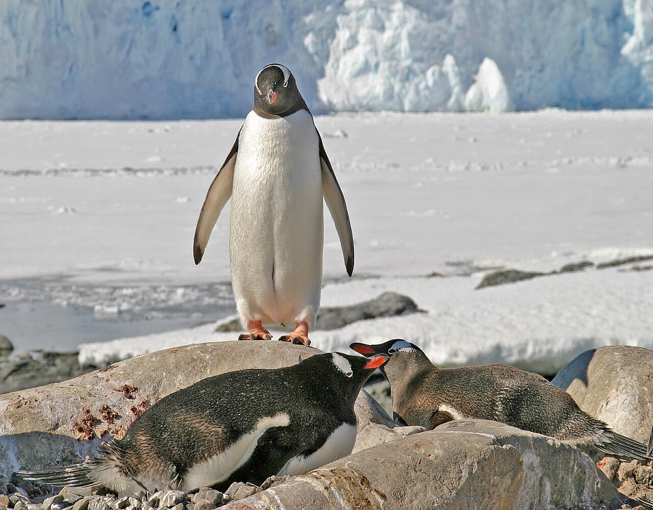 เพนกวินเจนทู (Gentoo) ในแอนตาร์กติกา จะงอยปากส้มแดงและท้องขาวชัดเจน