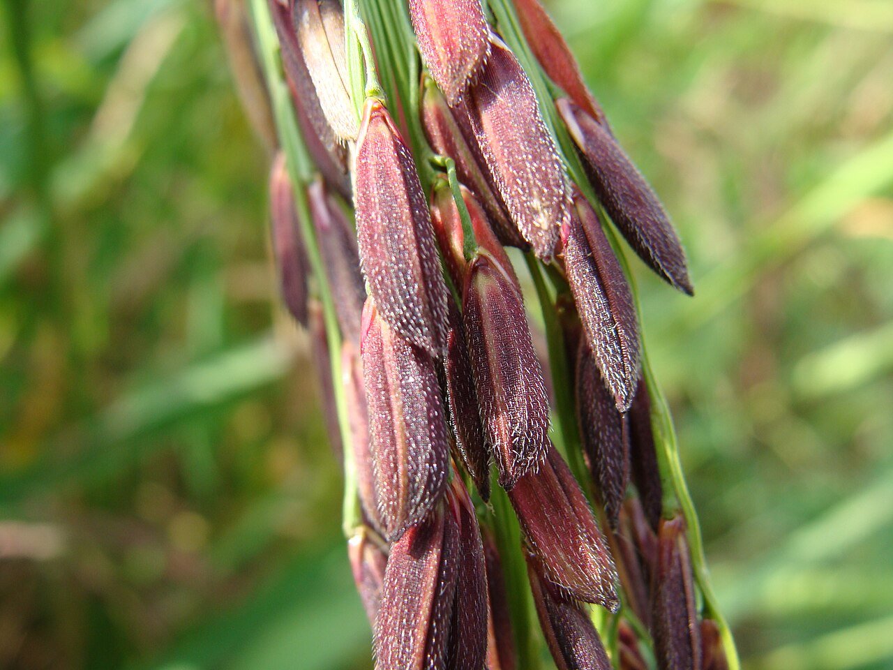 เมล็ดข้าวไรซ์เบอร์รีสีม่วง