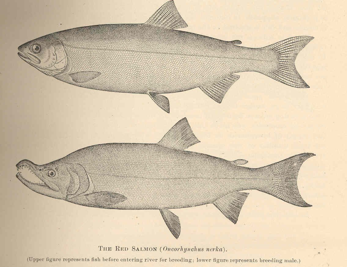 Sockeye / Red salmon (Oncorhynchus nerka) — แซลมอนแปซิฟิกที่เปลี่ยนสีแดงจัดตอนขึ้นวางไข่