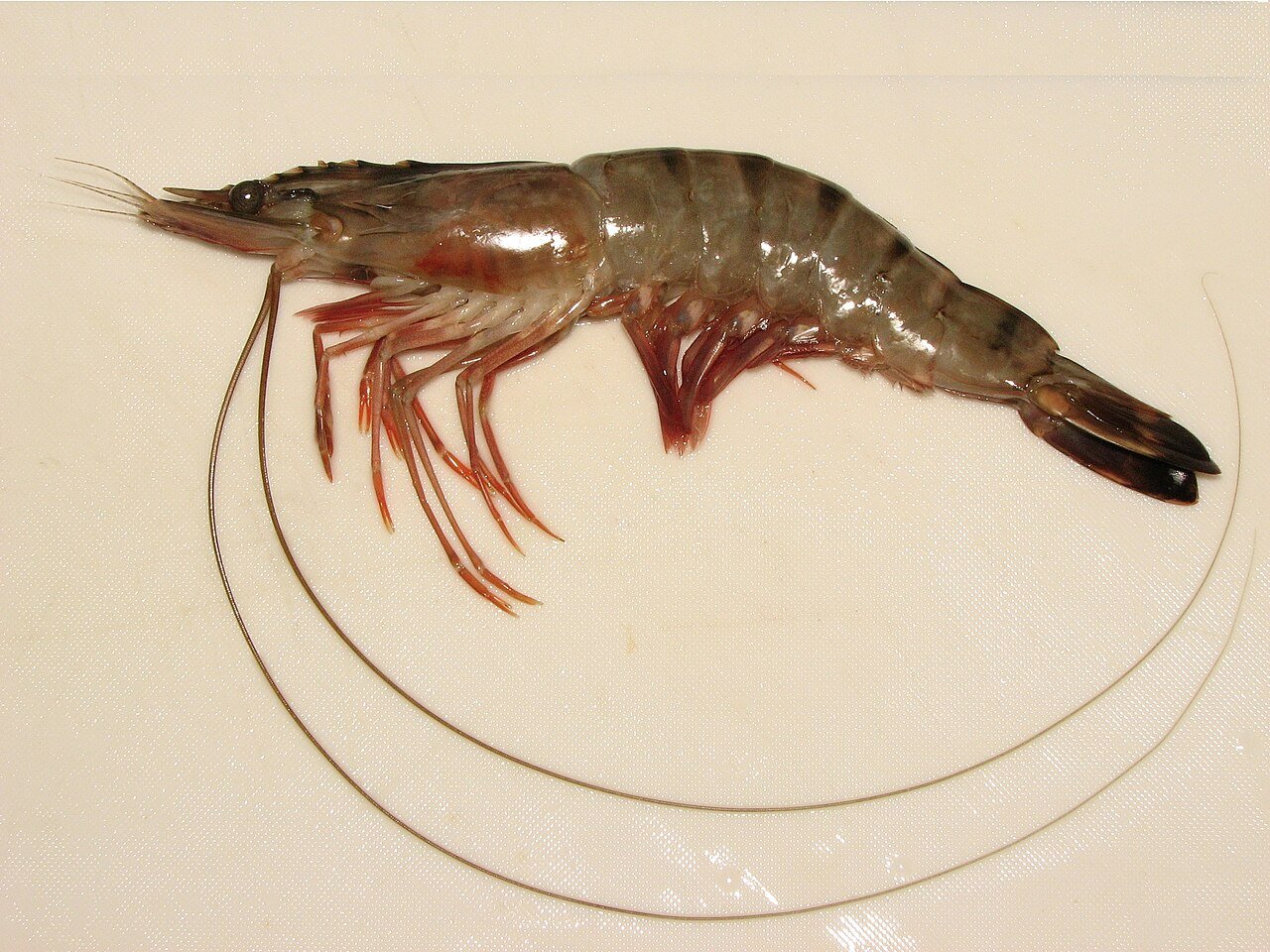 กุ้งกุลาดำ Penaeus monodon