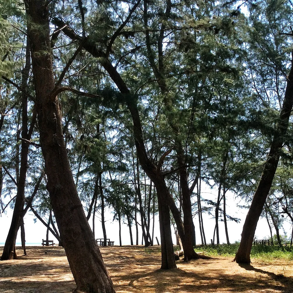 แนวชายหาดและป่าสนบริเวณแหลมตะลุมพุกในปัจจุบัน