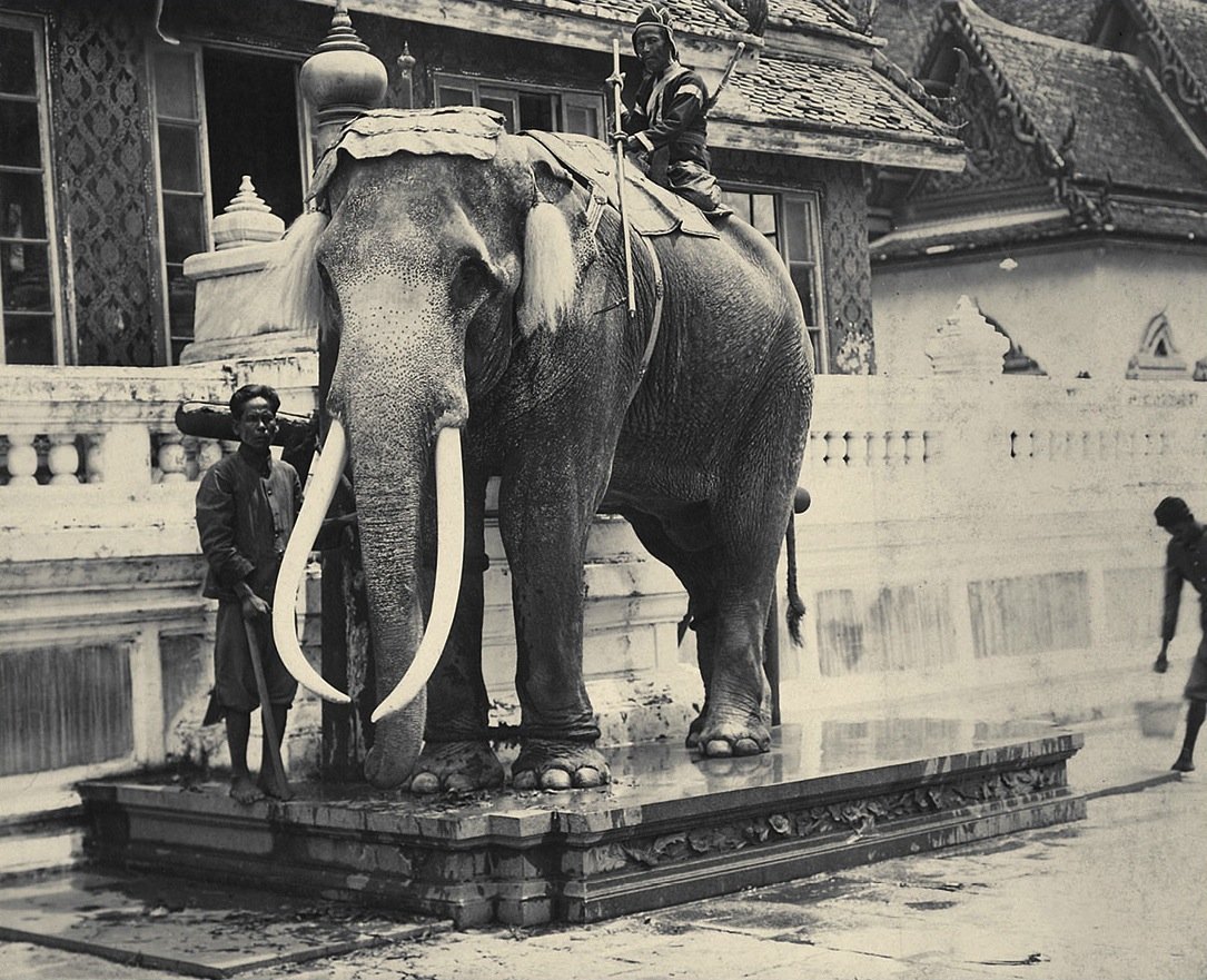ช้างเผือกหลวงที่พระบรมมหาราชวัง ราว ค.ศ. 1925 — ในวัฒนธรรมอุษาคเนย์ช้างเผือกคือสัญลักษณ์บารมี ไม่ได้