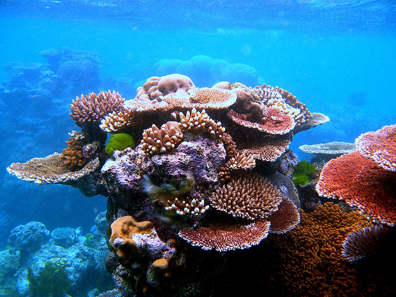 สิ่งมหัศจรรย์ออสเตรเลีย (Australia) — แนวปะการังเกรตแบร์ริเออร์ สิ่งมีชีวิตสร้างใหญ่ที่สุดในโลก และวิกฤตปะการังฟอกขาว