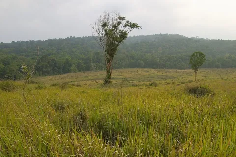 เที่ยวเขาใหญ่ — น้ำตก ป่าเขียว มรดกโลกใกล้กรุง เที่ยวได้ทั้งครอบครัว
