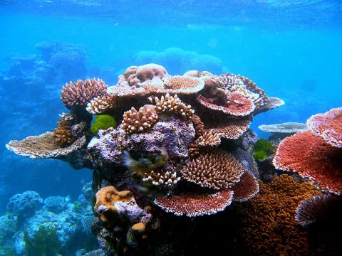 สิ่งมหัศจรรย์ออสเตรเลีย (Australia) — แนวปะการังเกรตแบร์ริเออร์ สิ่งมีชีวิตสร้างใหญ่ที่สุดในโลก และวิกฤตปะการังฟอกขาว